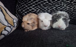 Guinea Pig rodents for sale: Coronet x peruvian baby guinea pigs - Image 2