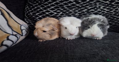 Guinea Pig rodents - Advert 8