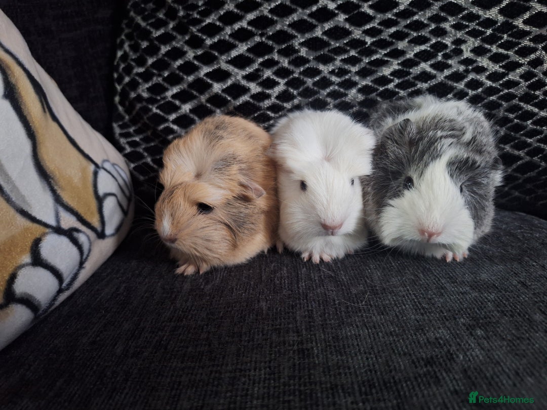 Guinea Pig rodents for sale: Coronet x peruvian baby guinea pigs - Image 2