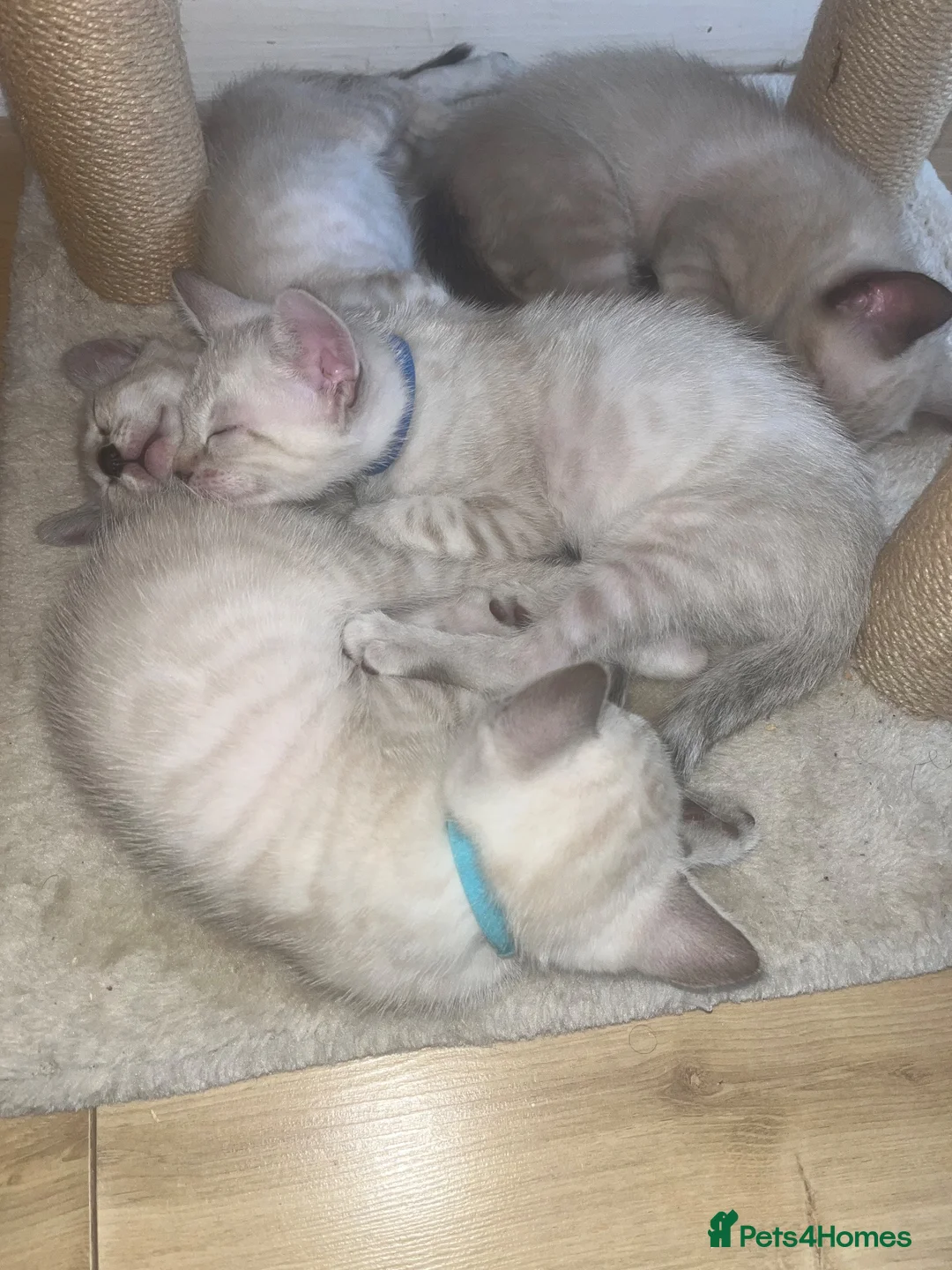 Bengal cats for sale: Snow Bengal Kittens For Sale Lynx & Charcoal Mink - Advert 29