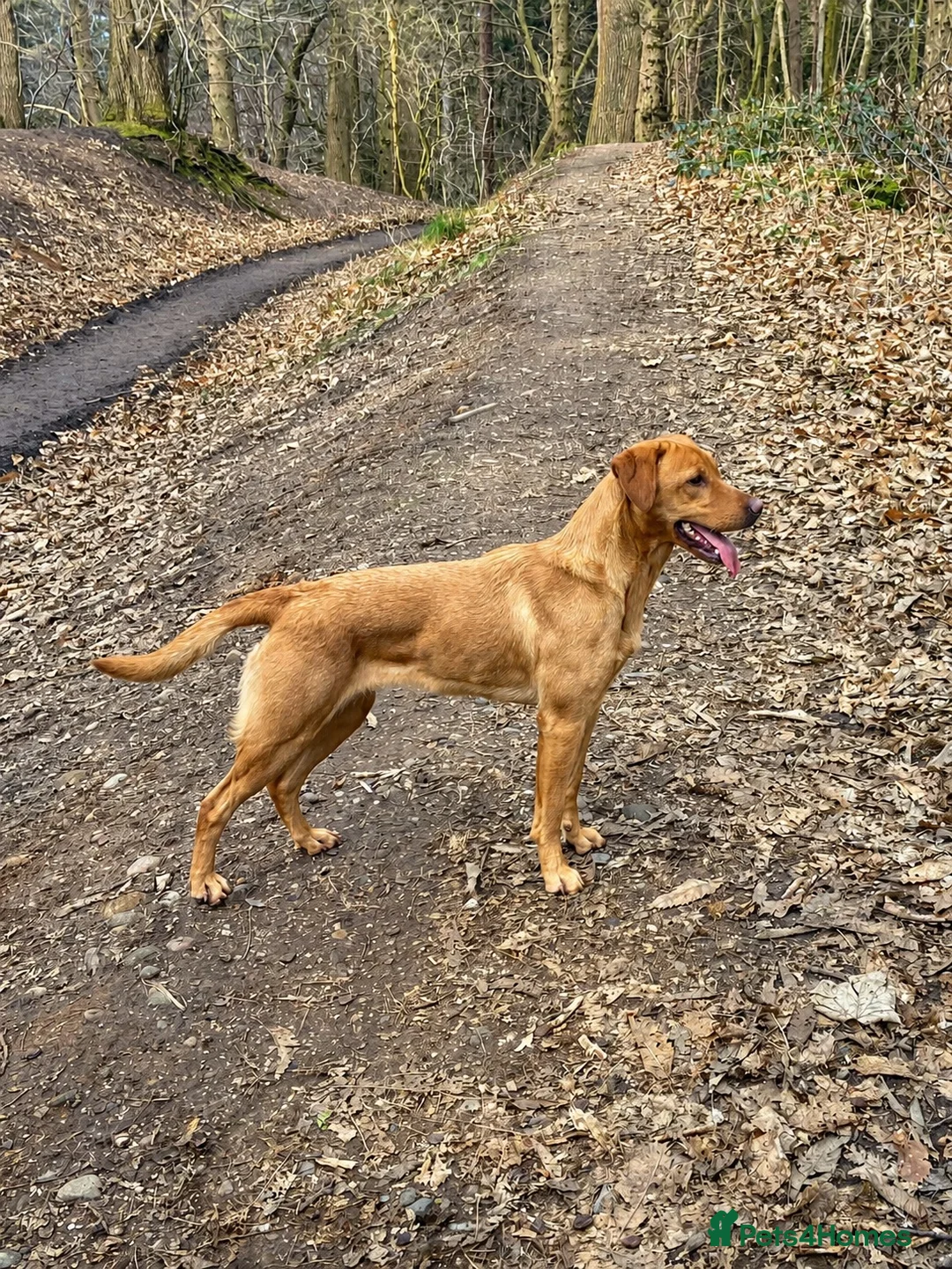 Labrador Retriever dogs for sale: Expressions of Interest - Fox Red Labrador Puppies in Chester - Advert 1