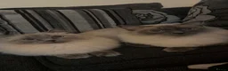 Ragdoll cats for sale: Ragdoll blue point  - Advert 3