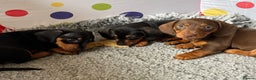 Dachshund dogs for sale: Mini dachshund puppies, PRA clear, health tested - Advert 8