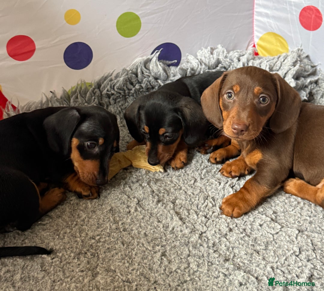 Dachshund dogs for sale: Mini dachshund puppies, PRA clear, health tested - Advert 8