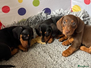 Dachshund dogs - Advert 1