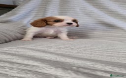 Cavalier King Charles Spaniel dogs for sale: Extensively health tested parents  - Image 3