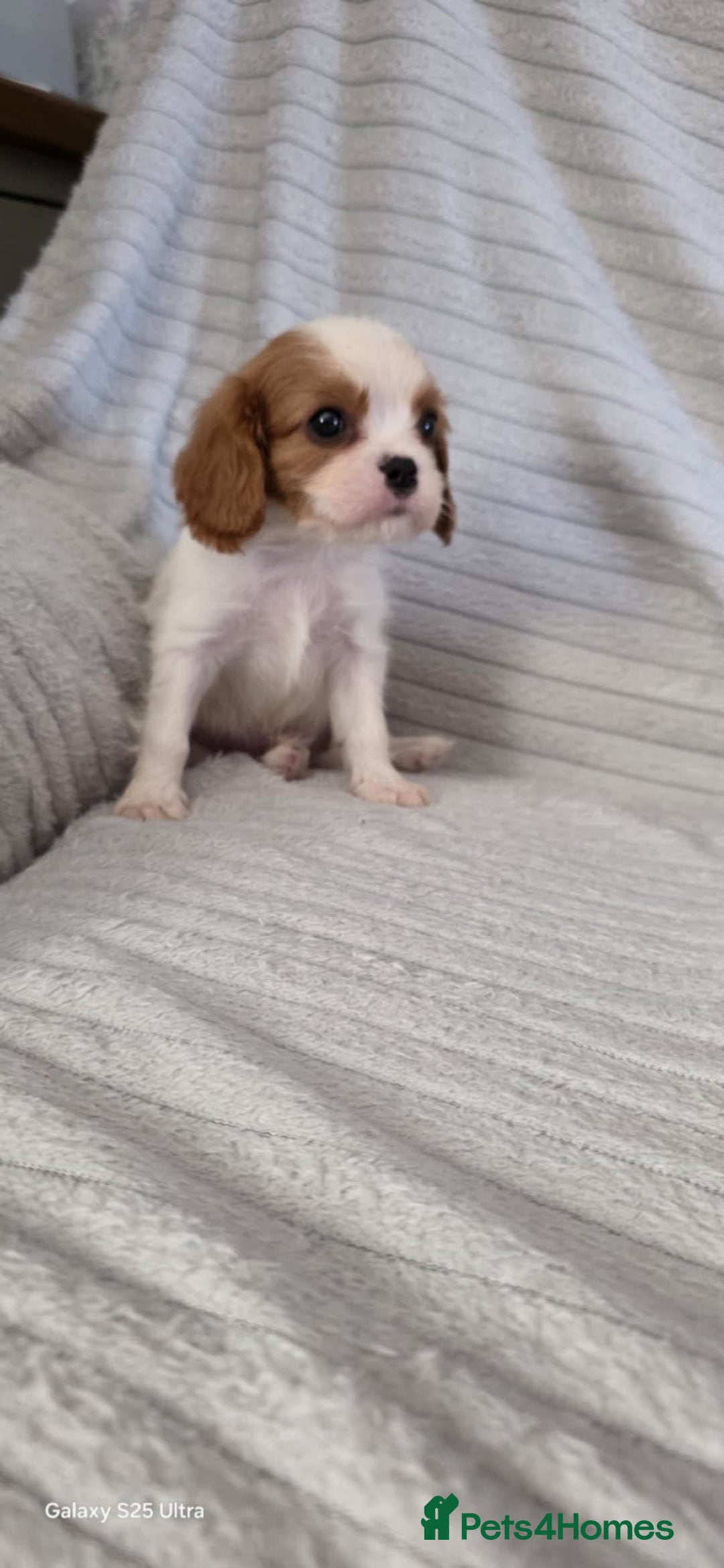 Cavalier King Charles Spaniel dogs for sale: Extensively health tested parents  - Image 3