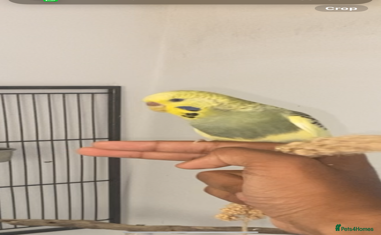 Budgerigars birds - Advert 1