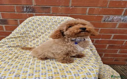 Cockapoo dogs for sale: F1BB Apricot Cockapoo Puppies. - Image 4