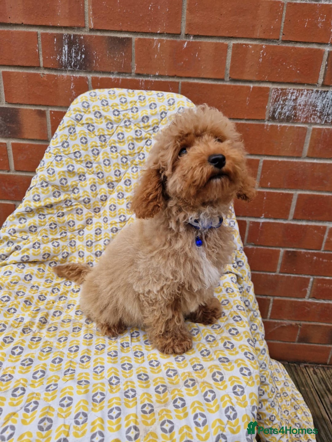 Cockapoo dogs for sale: F1BB Apricot Cockapoo Puppies. - Image 4