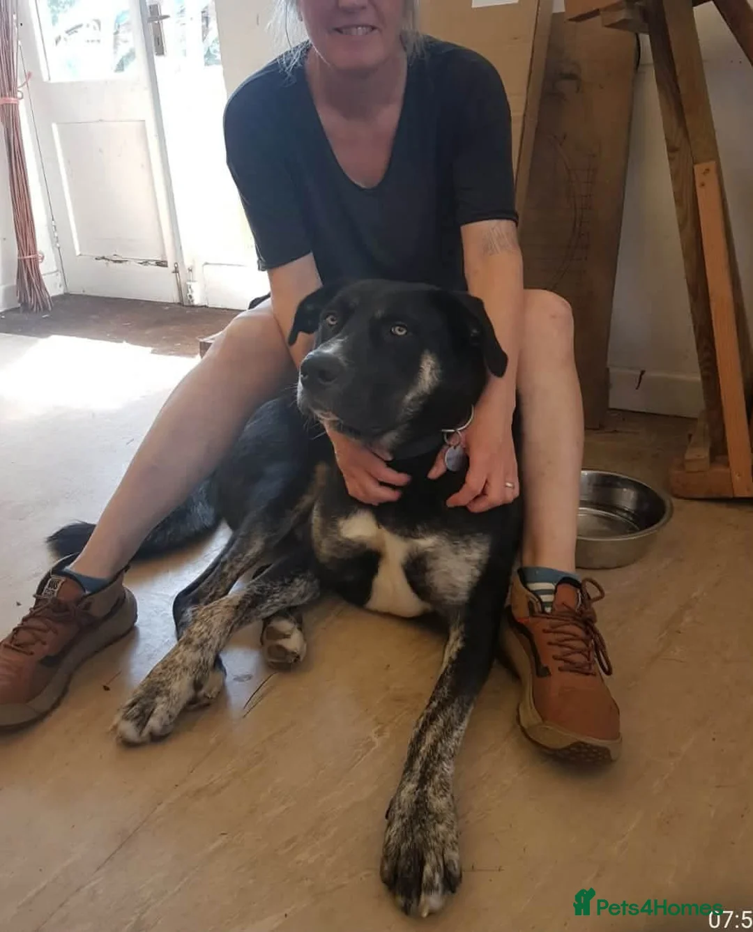 Mixed Breed dogs for adoption: Buster – Big Heart, Loyal and Ready to Bond - Advert 2