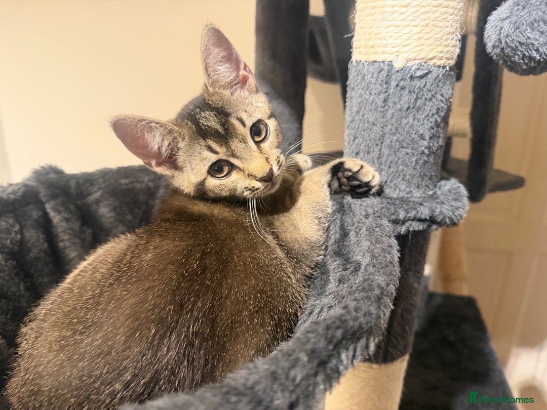 Mixed Breed cats for sale: Two beautiful kittens are looking for a new home - Advert 5