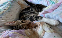 Bengal cats for sale: Half bengal half tabby kitten 17 weeks  - Image 3
