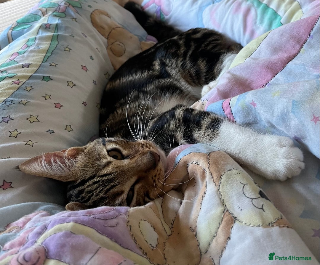 Bengal cats for sale: Half bengal half tabby kitten 17 weeks  - Image 3