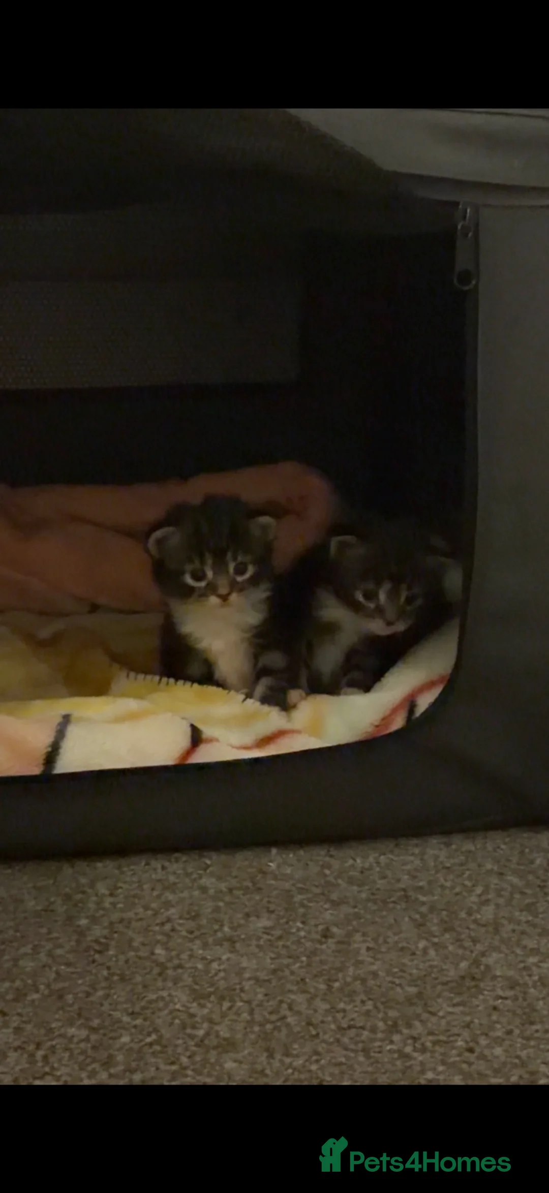 Mixed Breed cats for sale: 3 beautiful kittens available  in London - Advert 2
