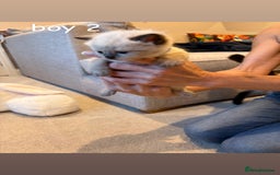 Ragdoll cats for sale: 4 beautiful pure ragdoll kittens  - Image 6