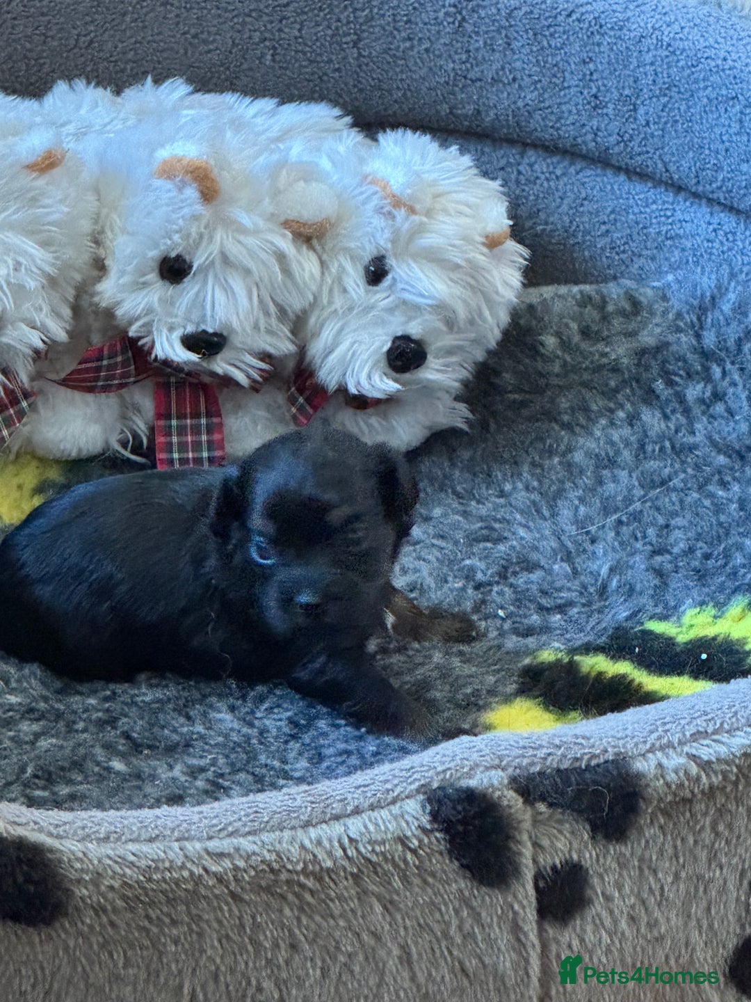 Havanese dogs for sale: Havanese Puppies For Sale - Advert 6