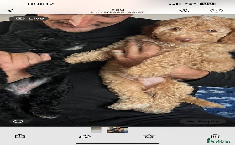 Cockapoo dogs - Advert 12