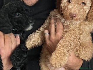 Cockapoo dogs - Advert 34