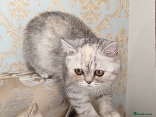 Exotic cats Stunning pedigree babies - ready to go! - Advert 4
