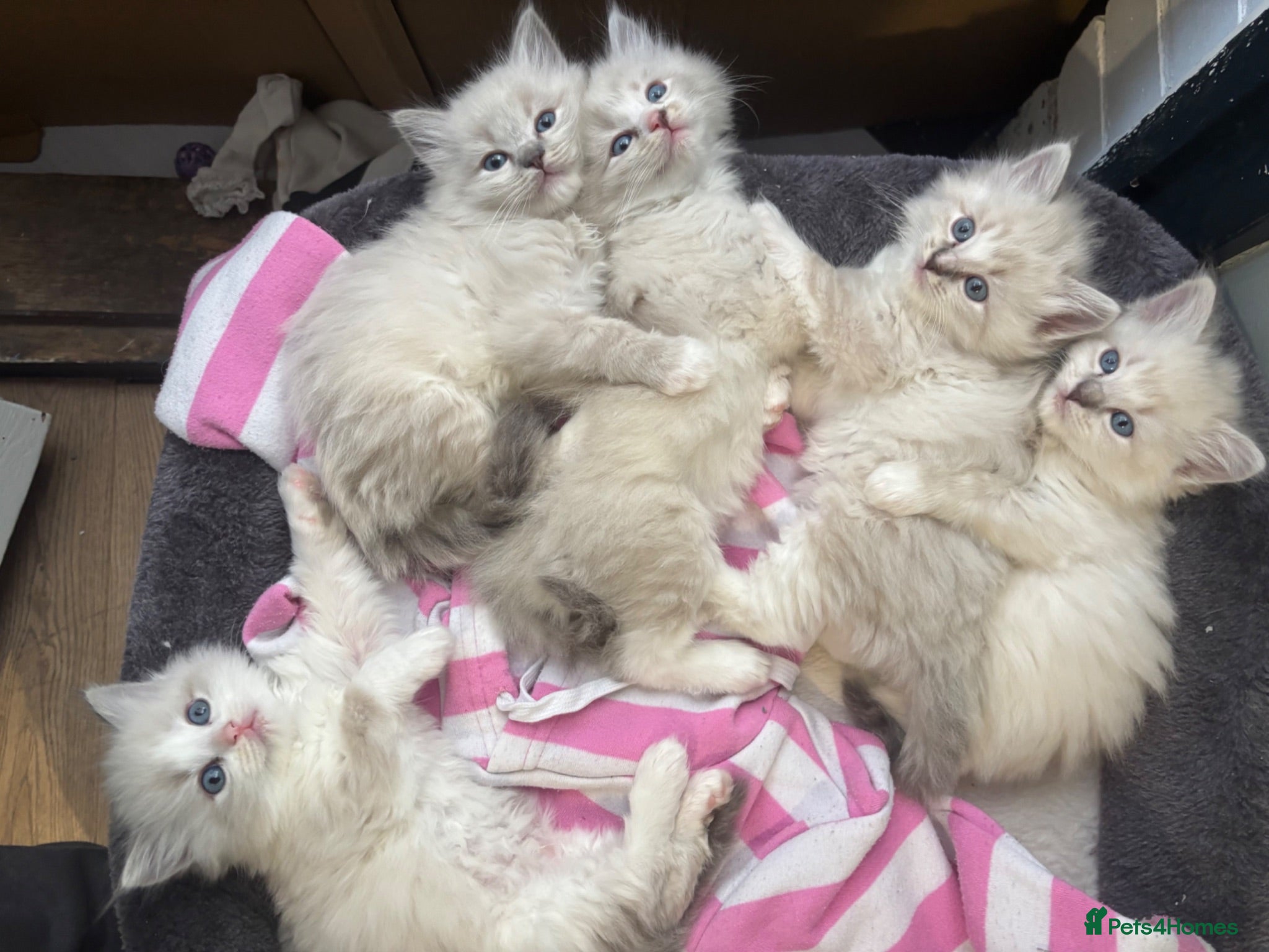 Ragdoll cats Ragdoll kittens - Advert 1