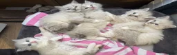 Ragdoll cats for sale: Ragdoll kittens in Sandwich - Advert 1