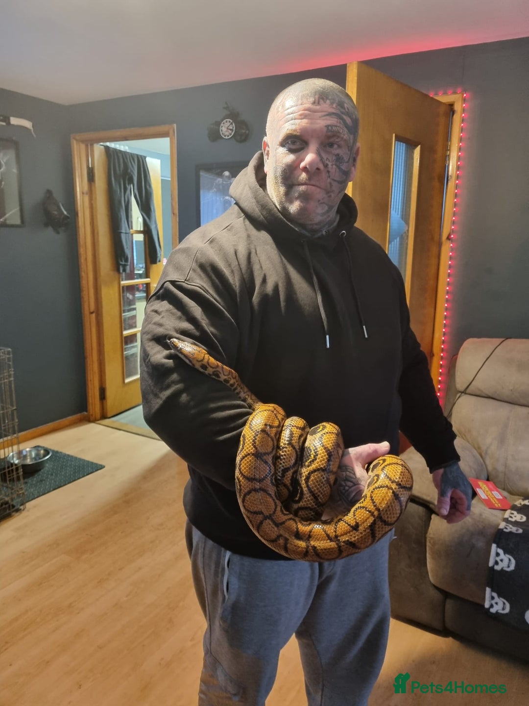 Boa Snake reptiles for sale: Brazillion rainbow boa  - Advert 1