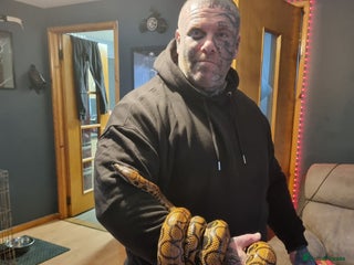 Boa Snake reptiles Brazillion rainbow boa - Advert 1