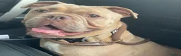 English Bulldog dogs for sale: New English bulldog puppies  - Advert 2