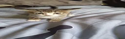 Mixed Breed cats for sale: All female kittens - Advert 5