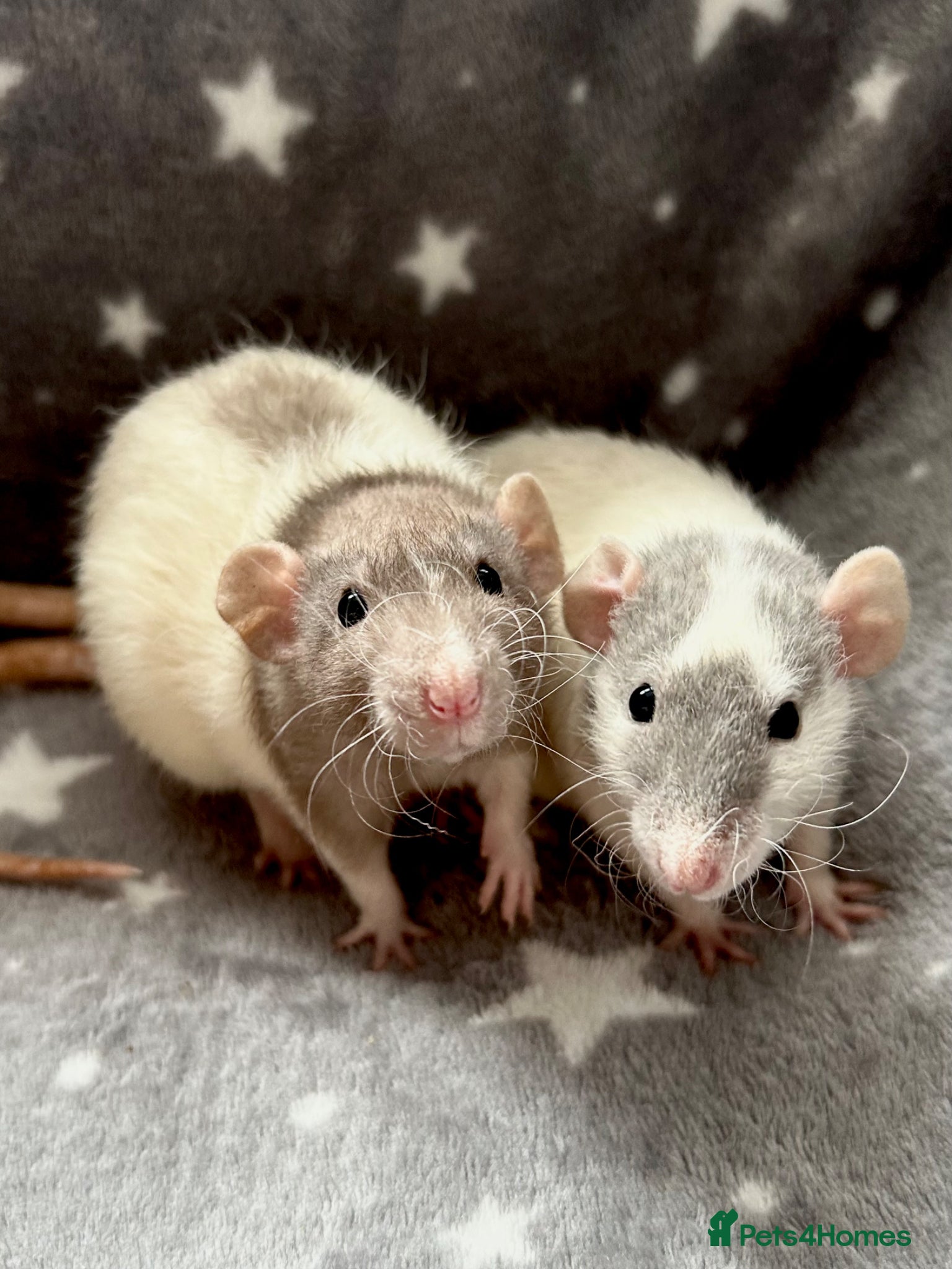 Rat rodents Baby Dumbo Rats Fancy Rats Male  - Advert 1