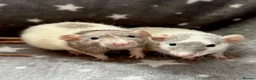 Rat rodents for sale: Baby Dumbo Rats Fancy Rats Male  - Advert 1