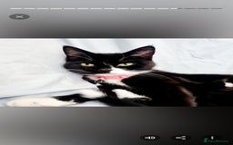 Mixed Breed cats for sale: Cute Black Kitten Ready for Her Forever Home  - Advert 2