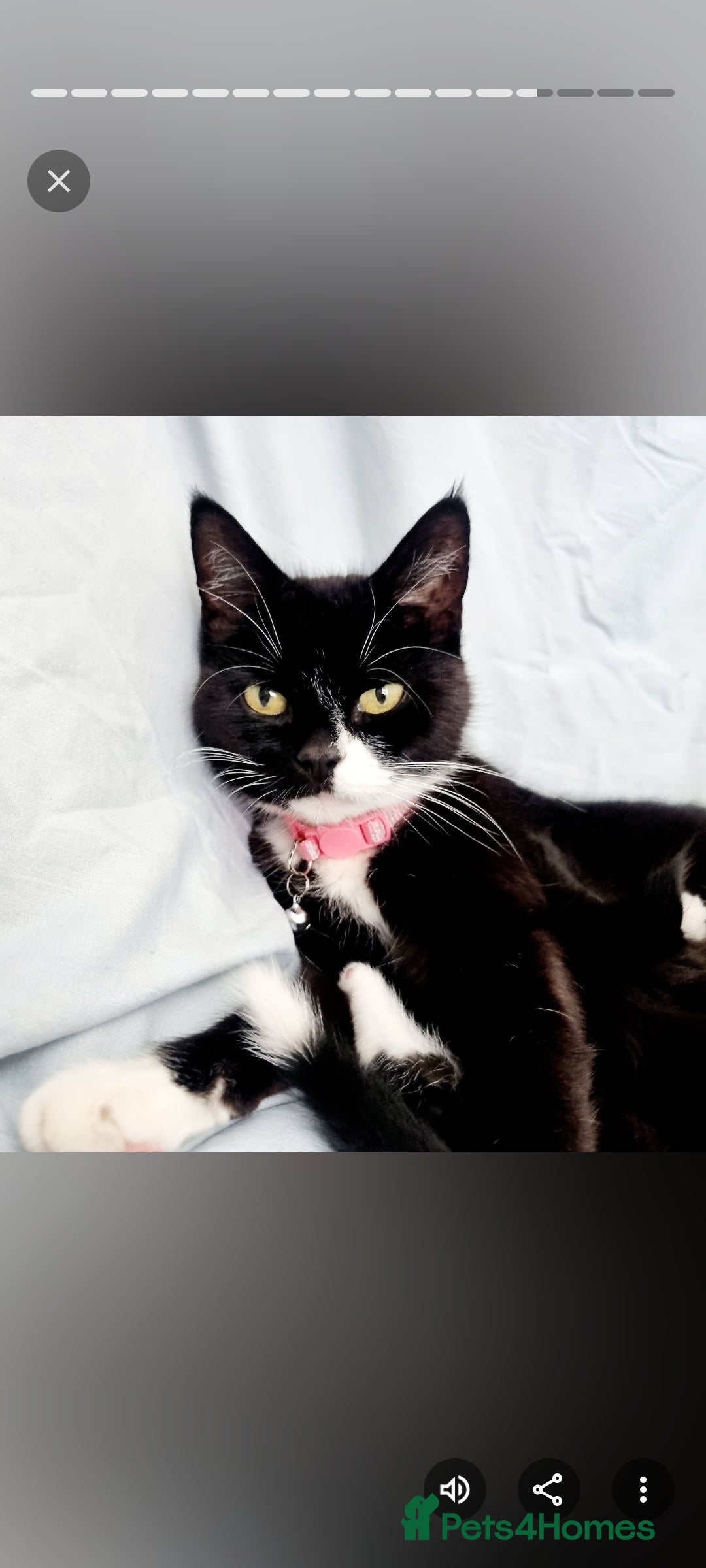 Mixed Breed cats for sale: Cute Black Kitten Ready for Her Forever Home  - Advert 2