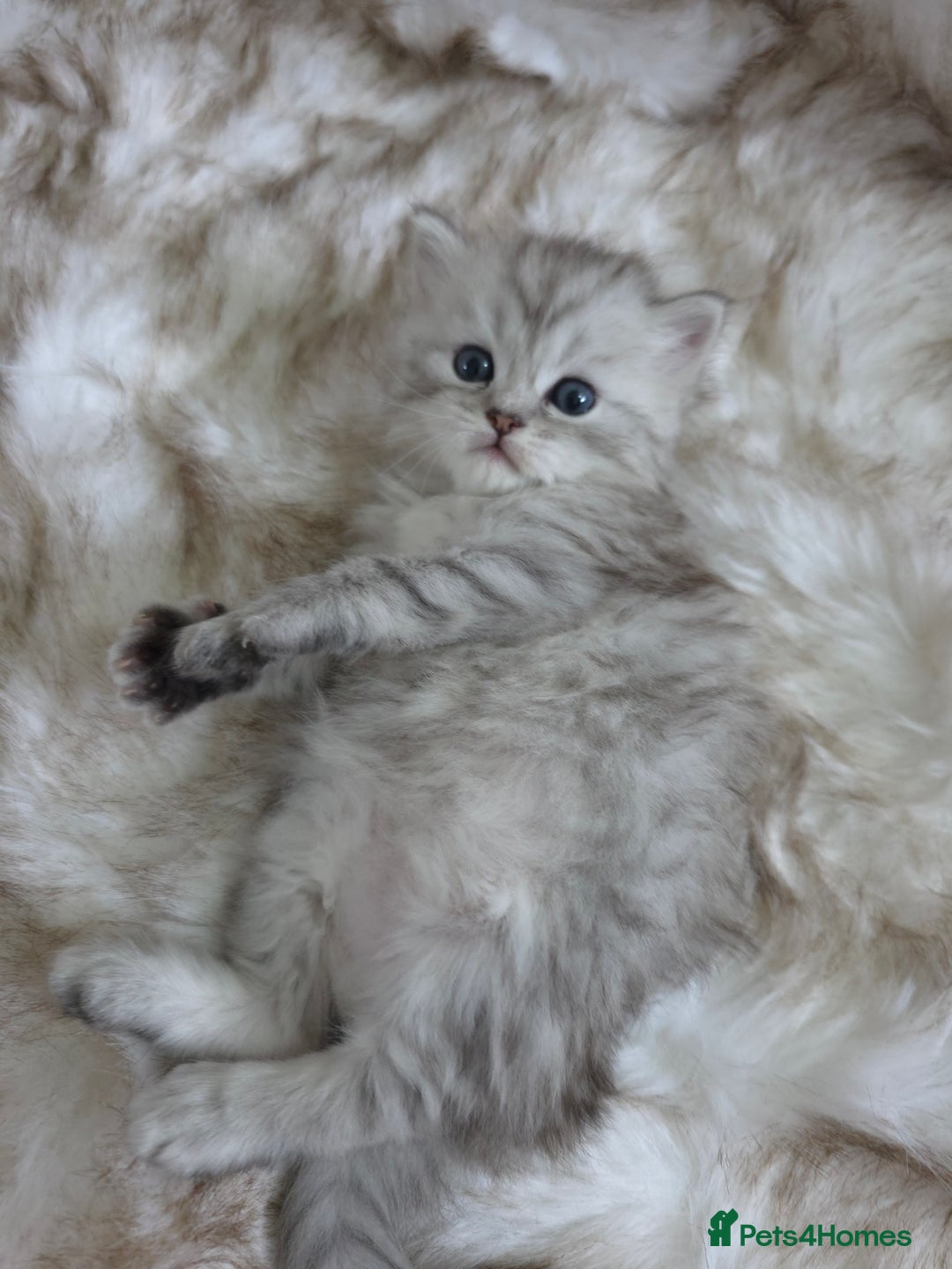 Persian cats for sale: Persian kittens  - Advert 16
