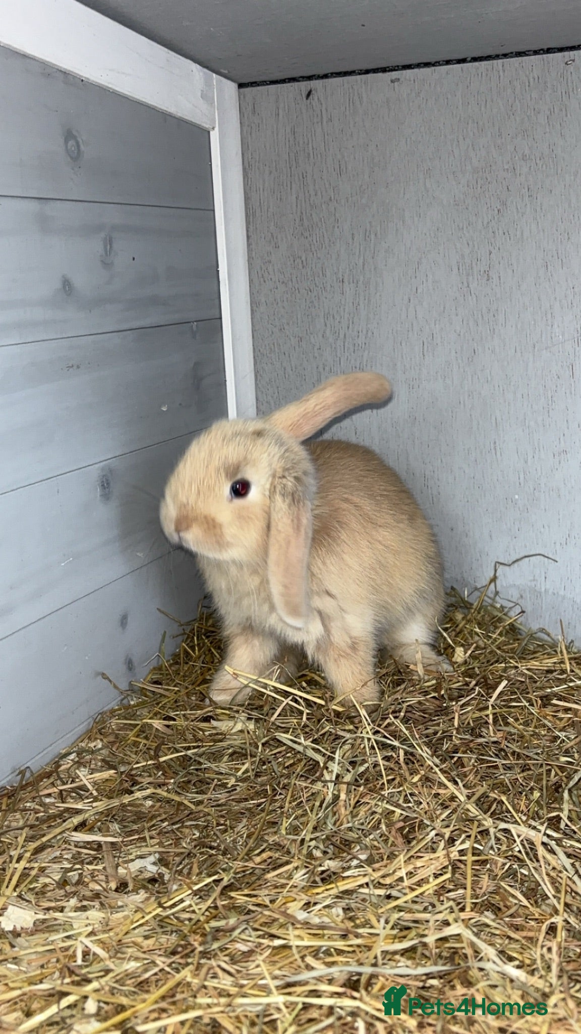 Mini Lop rabbits Mini lops - Advert 18