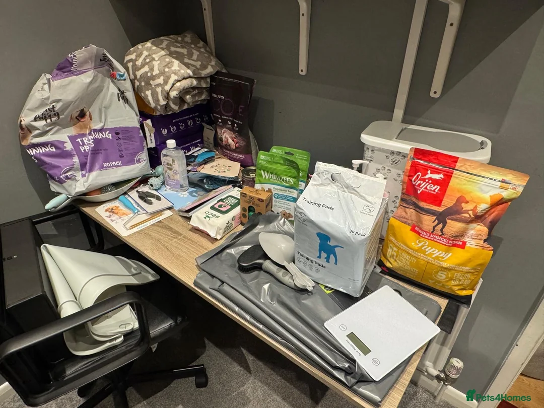 Maltipoo dogs for sale: F1 MALTIPOO PUPPY BOY Cream Colour 10 Weeks Old - Advert 9