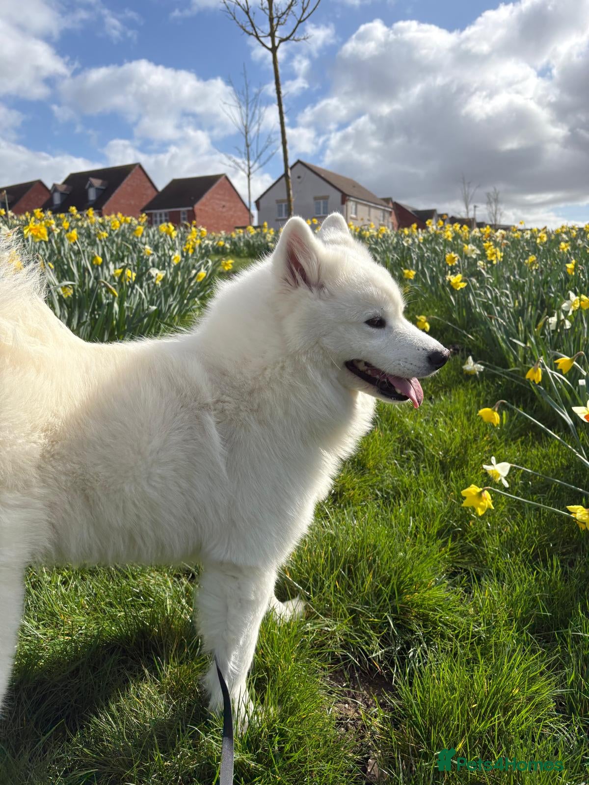 Samoyed dogs Samoyed girl rehome  - Advert 1