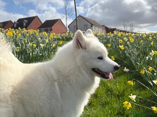 Samoyed dogs Samoyed girl rehome - Advert 1