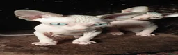 Sphynx cats for sale: Sphynx kittens - Advert 2
