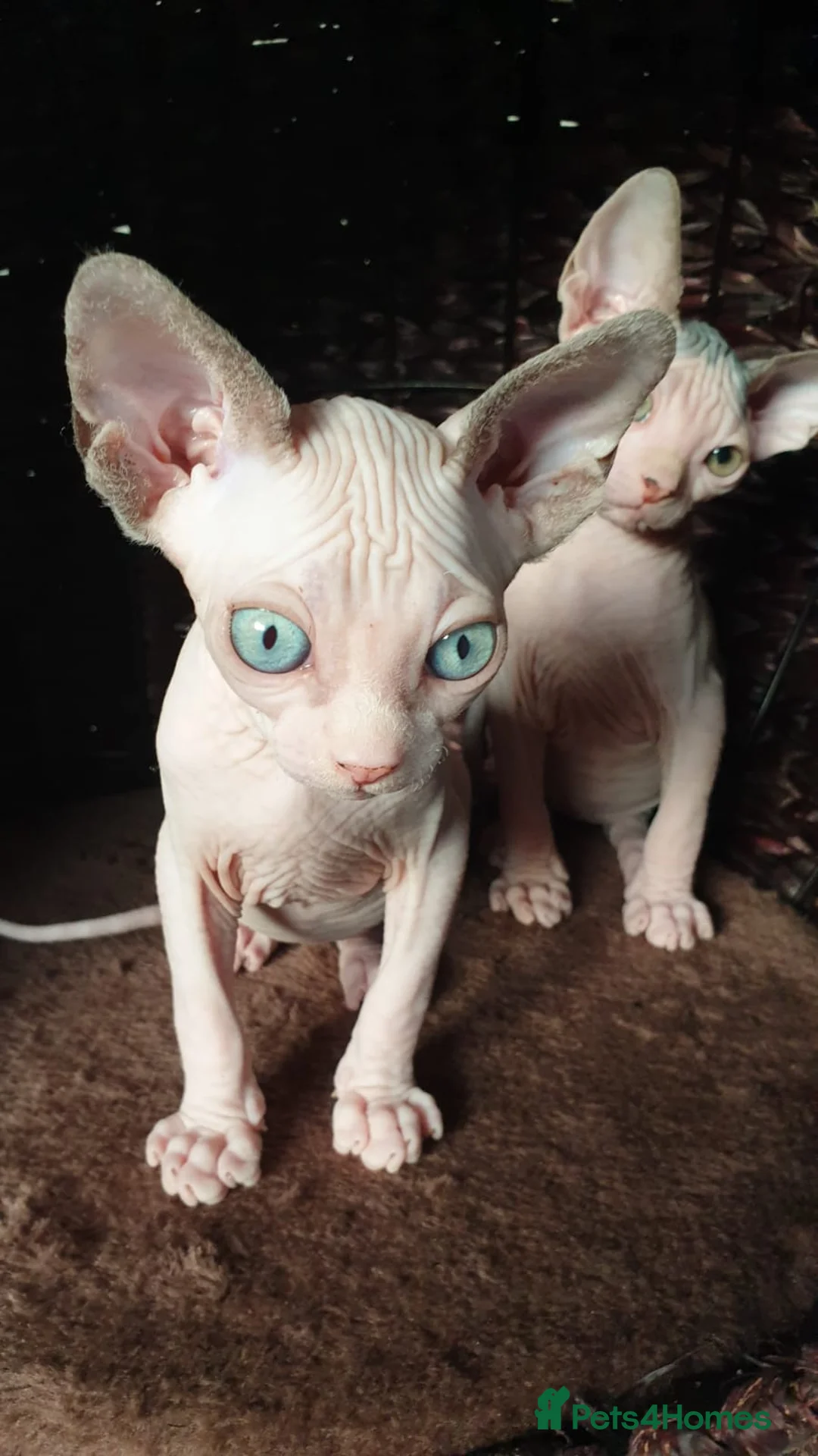 Sphynx cats for sale: Sphynx kittens - Advert 2