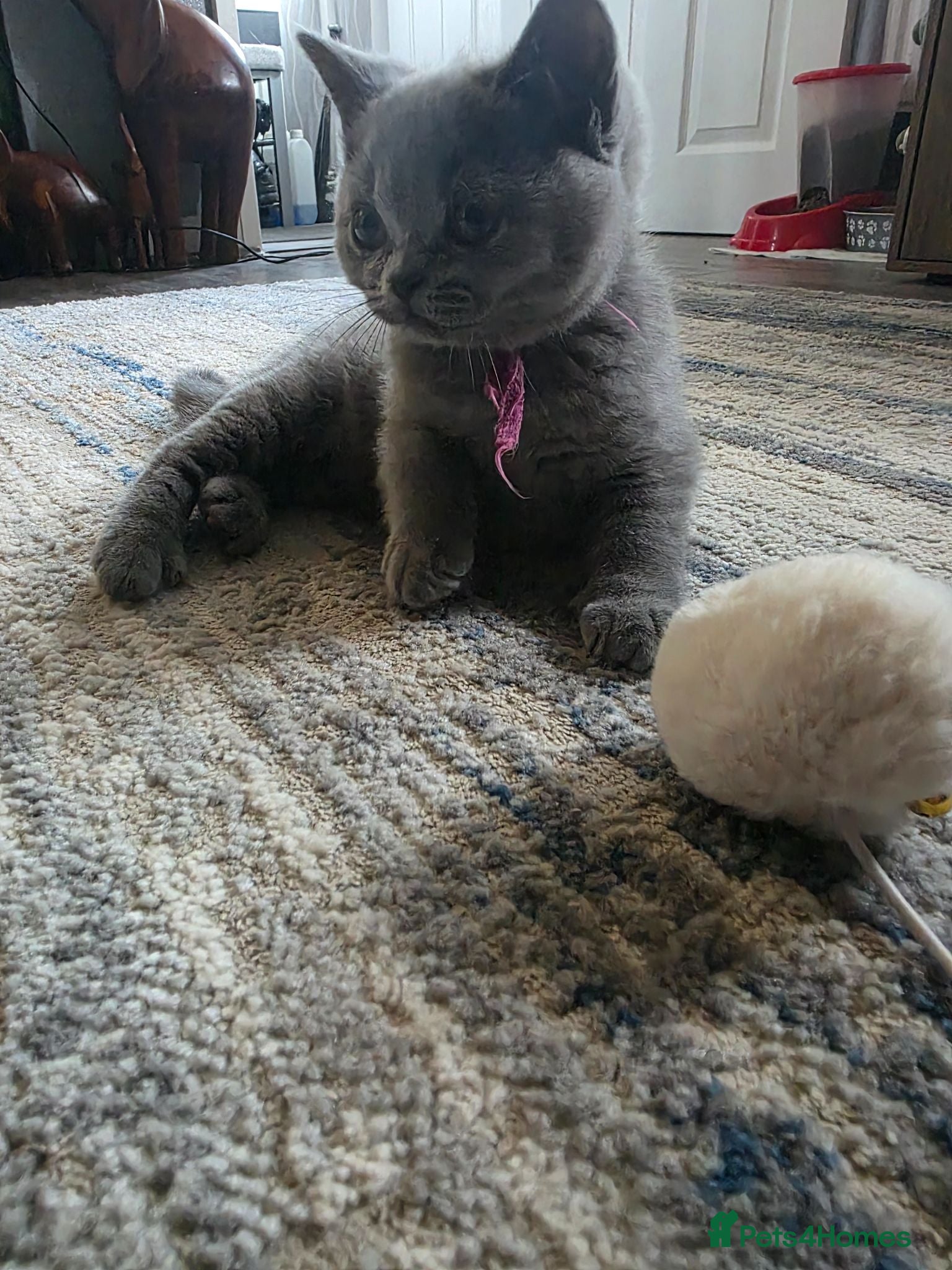 British Shorthair cats BSH kittens ready now 2 blue females vaccinated - Advert 4