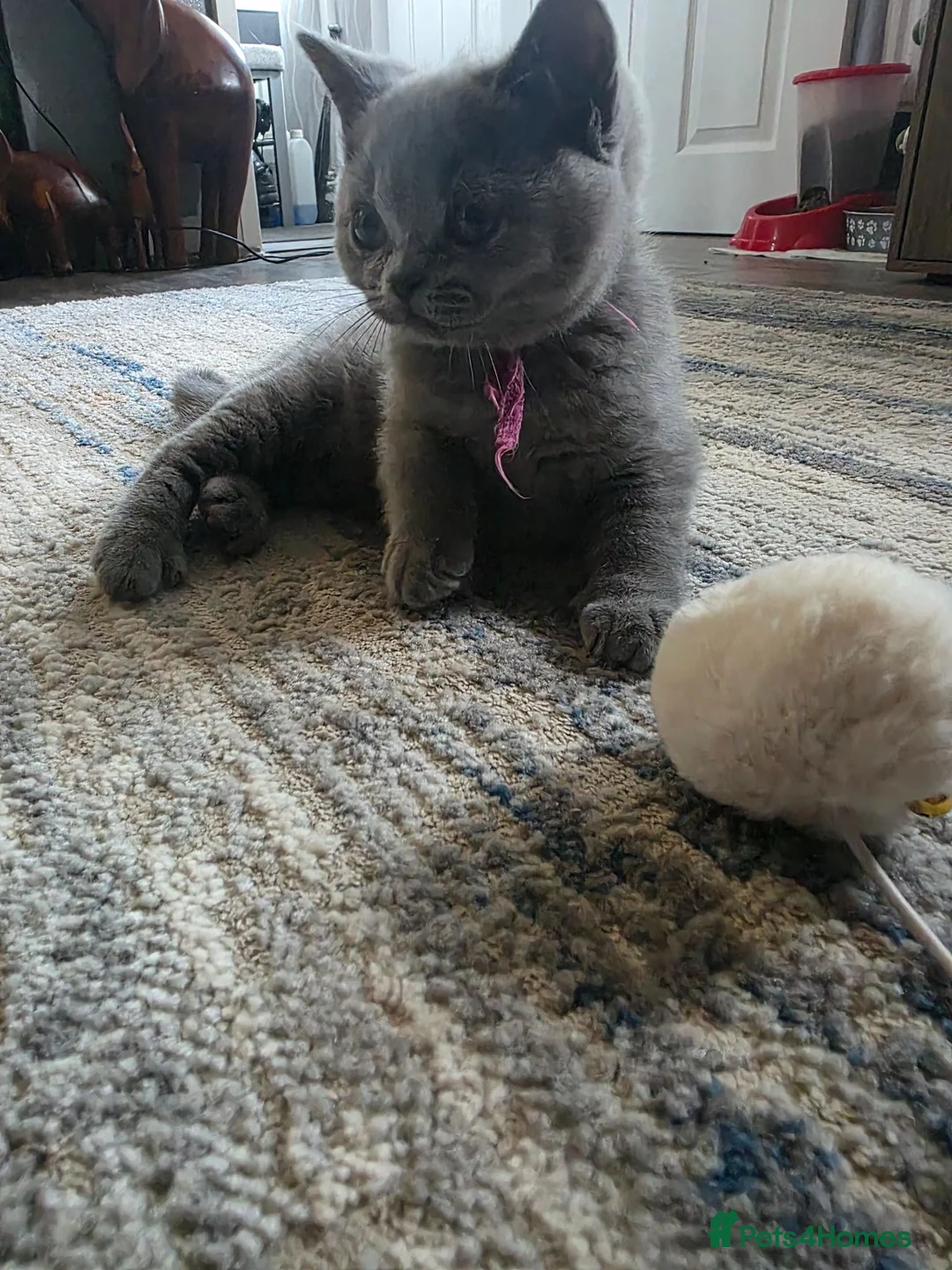 British Shorthair cats for sale: BSH kittens ready now 2 blue females vaccinated - Advert 1