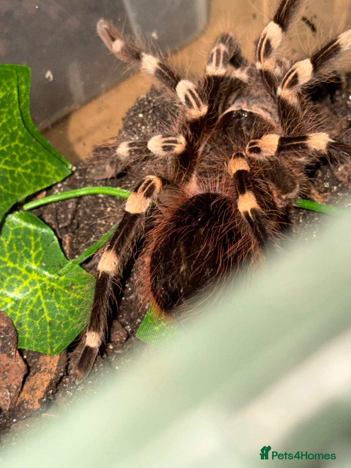 Tarantulas invertebrates Tarantulas for sale - Advert 1