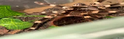 Tarantulas invertebrates for sale: Tarantulas for sale in Warrington - Advert 3
