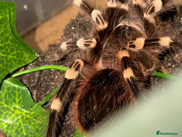 Tarantulas invertebrates Tarantulas for sale - Advert 2
