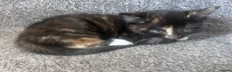Mixed Breed cats for sale: 2 little girl kittens in Spalding - Advert 4