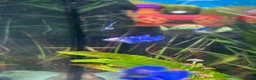 Bettas fish for sale: Mixed betta fish  - Advert 31
