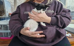 Mixed Breed cats for sale: Mixed Breed Kittens  - Image 7