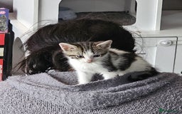 Mixed Breed cats for sale: Kittens ready for new homes - Image 8